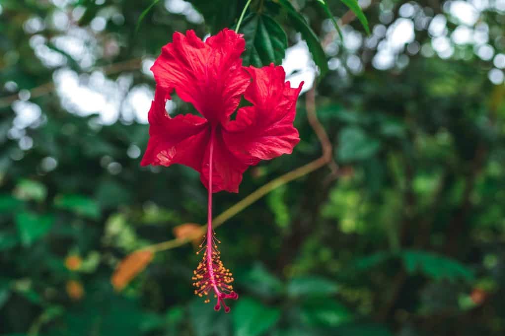 How to Grow Hibiscus Plant From Cutting