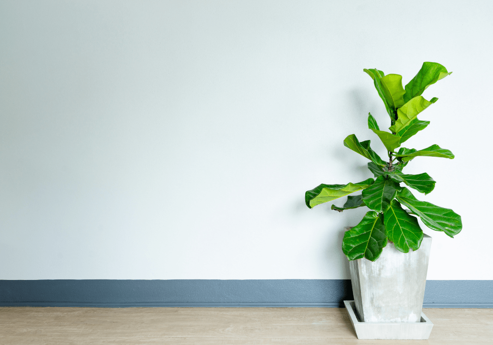 Fiddle leaf fig care tips Tall fiddle leaf fig tree in a white pot beside a bright wall