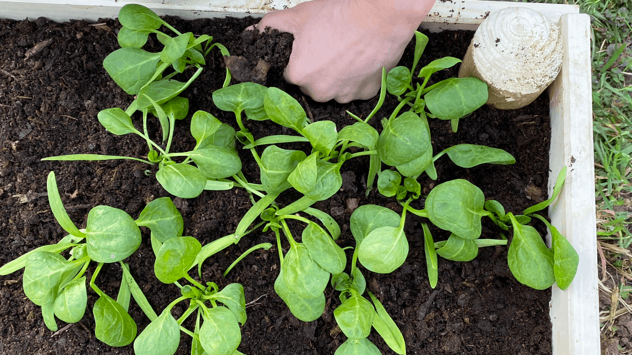 Square Foot Gardening Spinach
