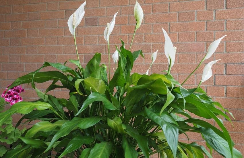 Can You Grow a Peace Lily From a Cutting