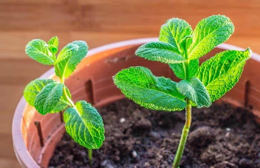 how many days to grow mint from seed