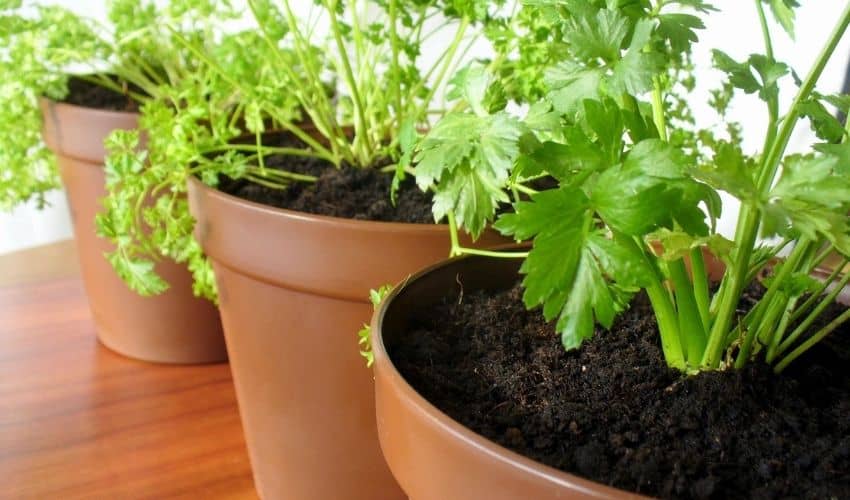 Plant A Herb Garden In Pots