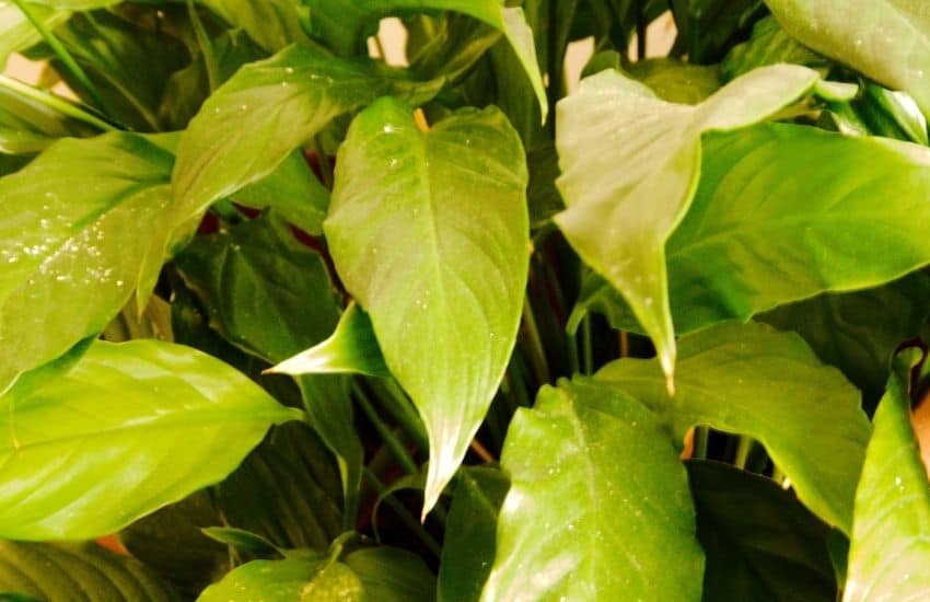 Peace lily yellow leaves Peace lily leaves fading to a pale yellow-green color