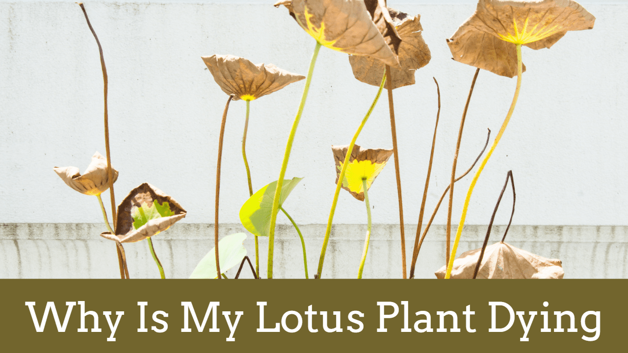 Why Is My Lotus Plant Dying