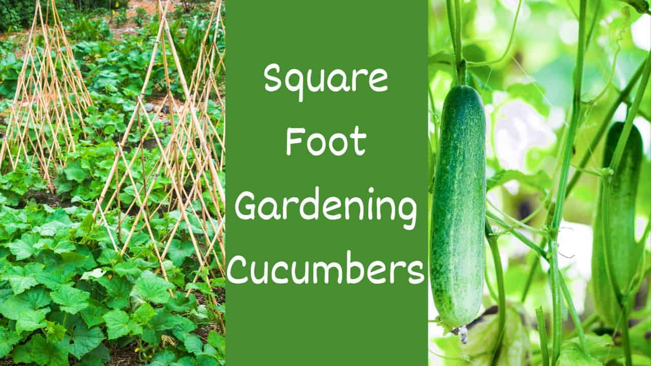 Square Foot Gardening Cucumbers