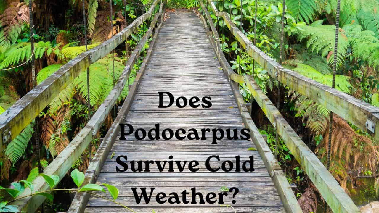 Does Podocarpus Survive Cold Weather