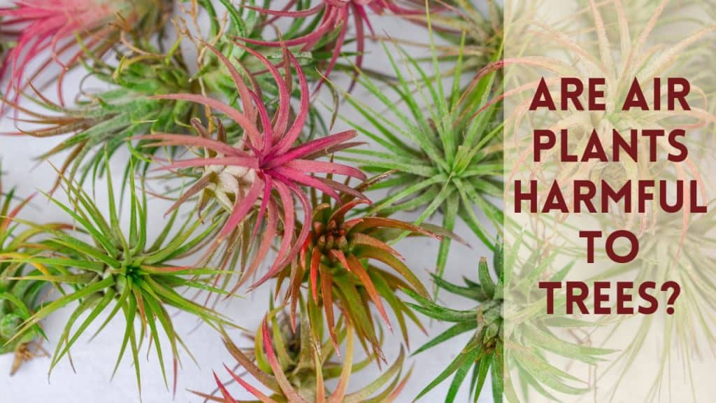 Are Air Plants Harmful to Trees