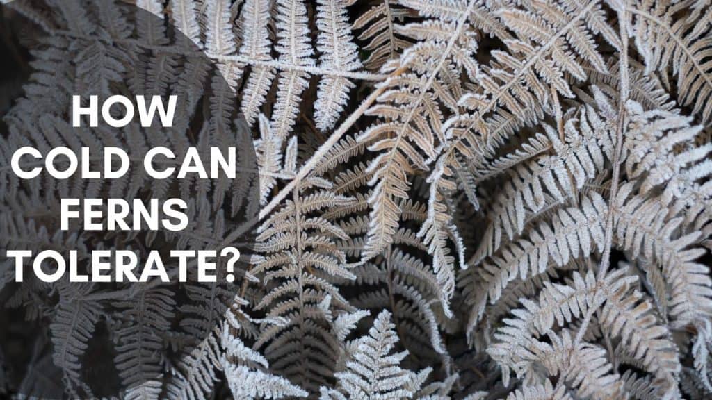 How Cold Can Ferns Tolerate