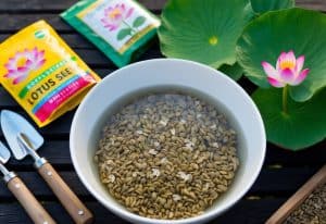 10 Best Tips To Grow Lotus Plants From Seeds: Expert Advice For