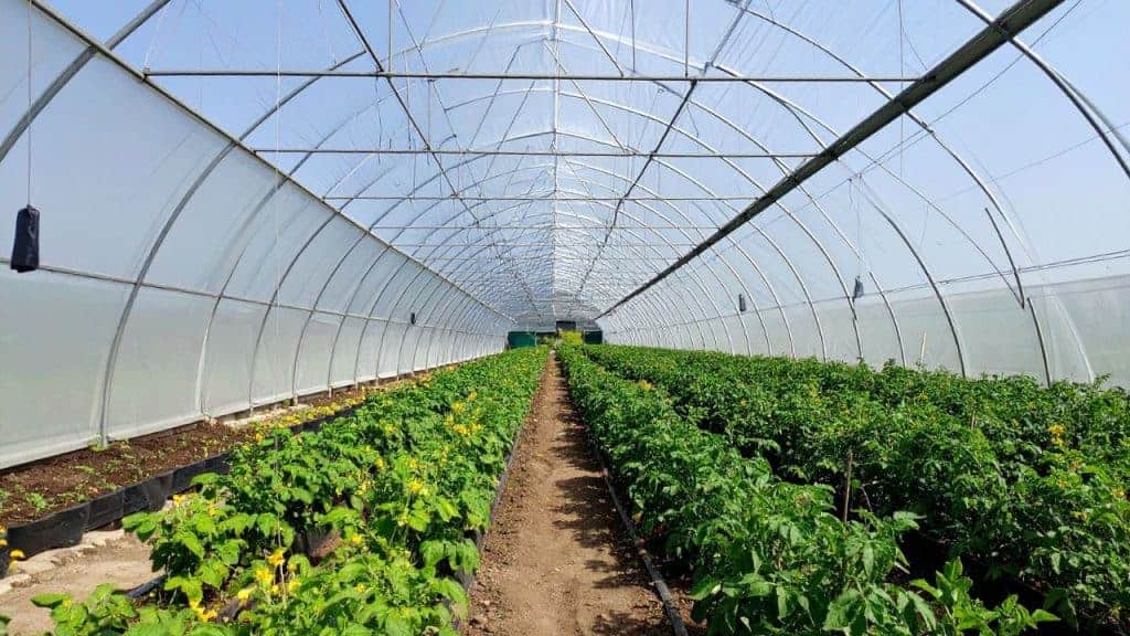 Grow Vegetables in Greenhouse Year Round