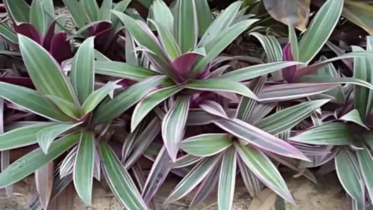 How Far Apart Do You Plant Oyster Plants How Far Apart Do You Plant Oyster Plants?