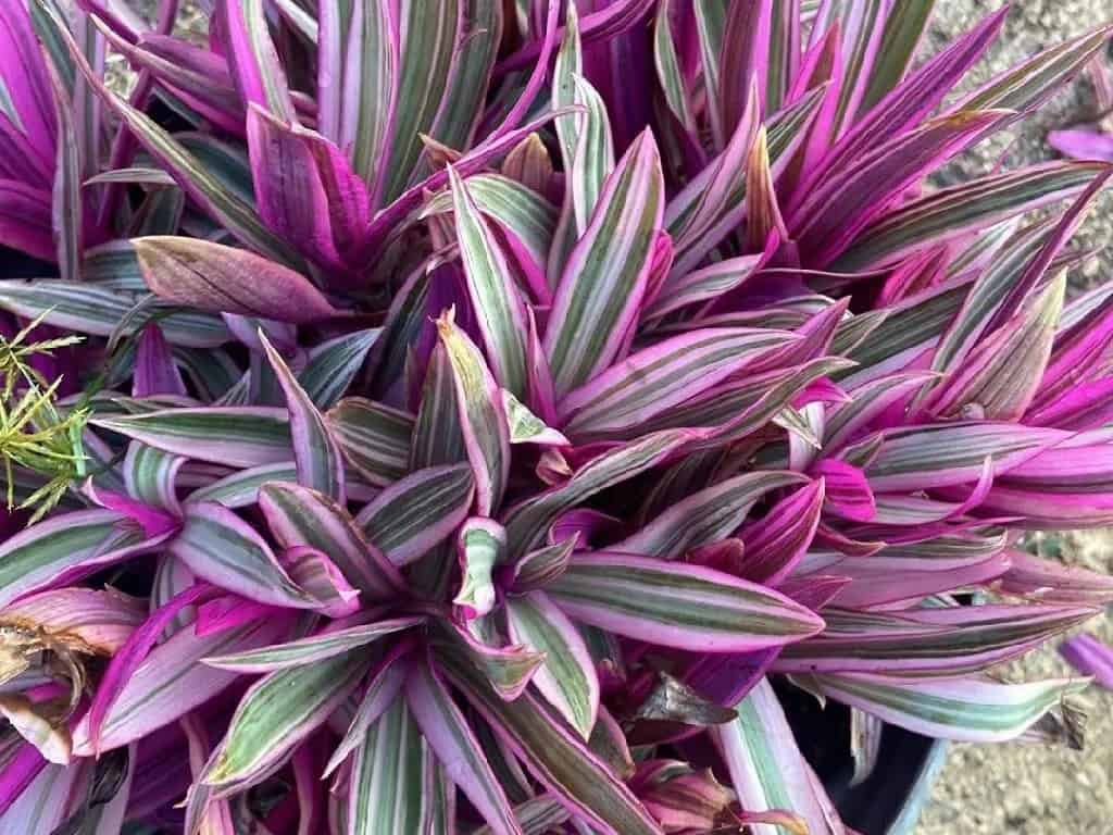 Do Oyster Plants Like Humidity 1