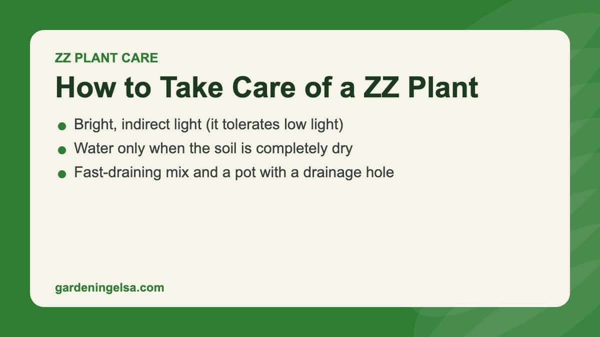 Title card for ZZ plant care: bright indirect light, water when soil is dry, fast-draining soil