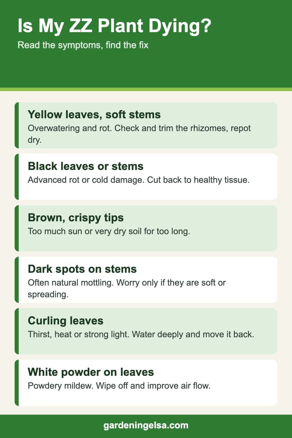 Infographic of ZZ plant problems: yellow leaves, black leaves, brown tips, dark stem spots, curling leaves and white powder, with fixes