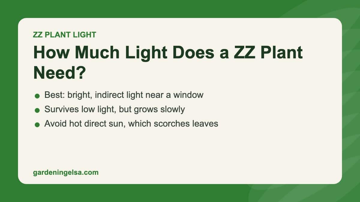 Title card: ZZ plants grow best in bright indirect light and tolerate low light
