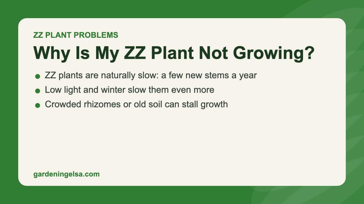 zz plant not growing card