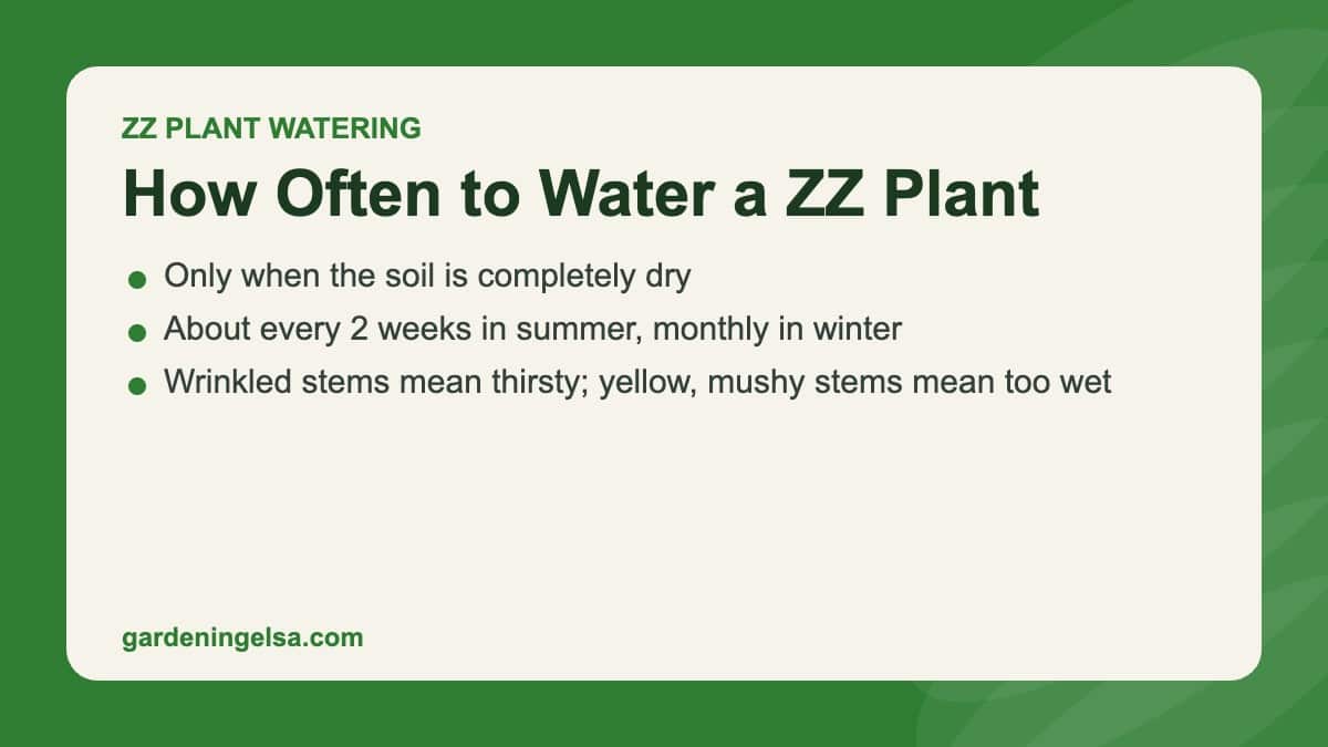 Title card: how often to water a ZZ plant, about every 2 weeks in summer and monthly in winter