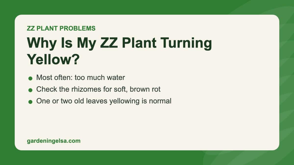Title card: why ZZ plant leaves turn yellow, most often from overwatering