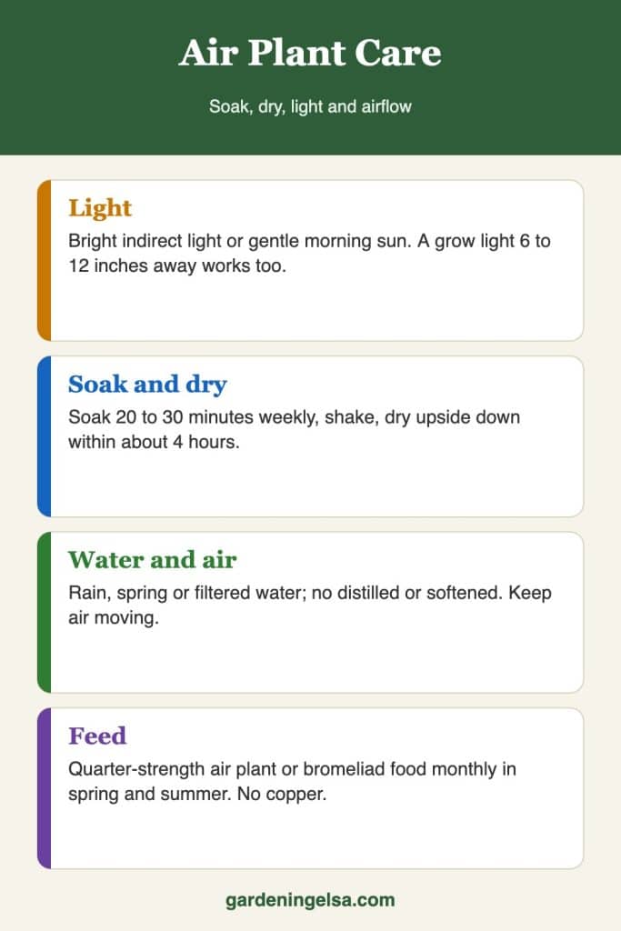 air plant care infographic Infographic summarizing air plant care: light, soaking and drying, water quality and feeding