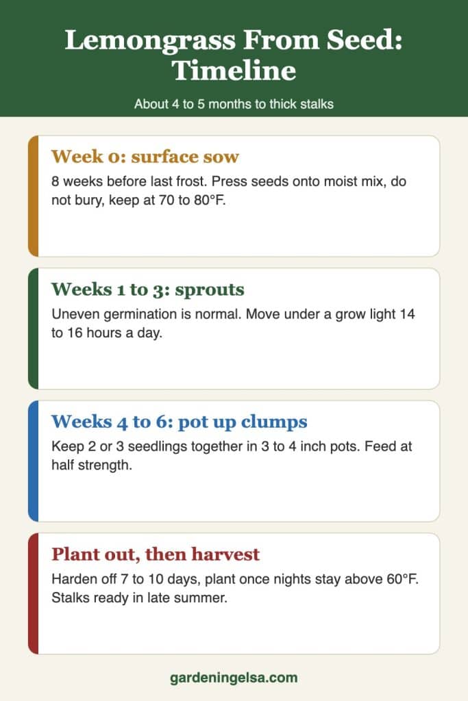 Infographic timeline for growing lemongrass from seed: surface sow 8 weeks before last frost at 70 to 80°F, sprouts in 1 to 3 weeks, pot up clumps at 4 to 6 weeks, plant out when nights stay above 60°F, harvest stalks in late summer