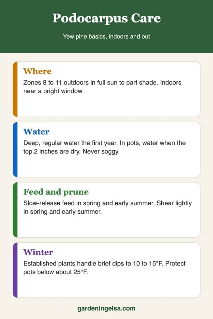 podocarpus care infographic Infographic summarizing podocarpus care: zones and light, watering, feeding, pruning and winter protection